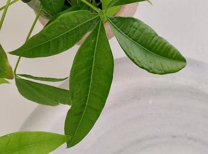 Апартаменты Ark Tinos